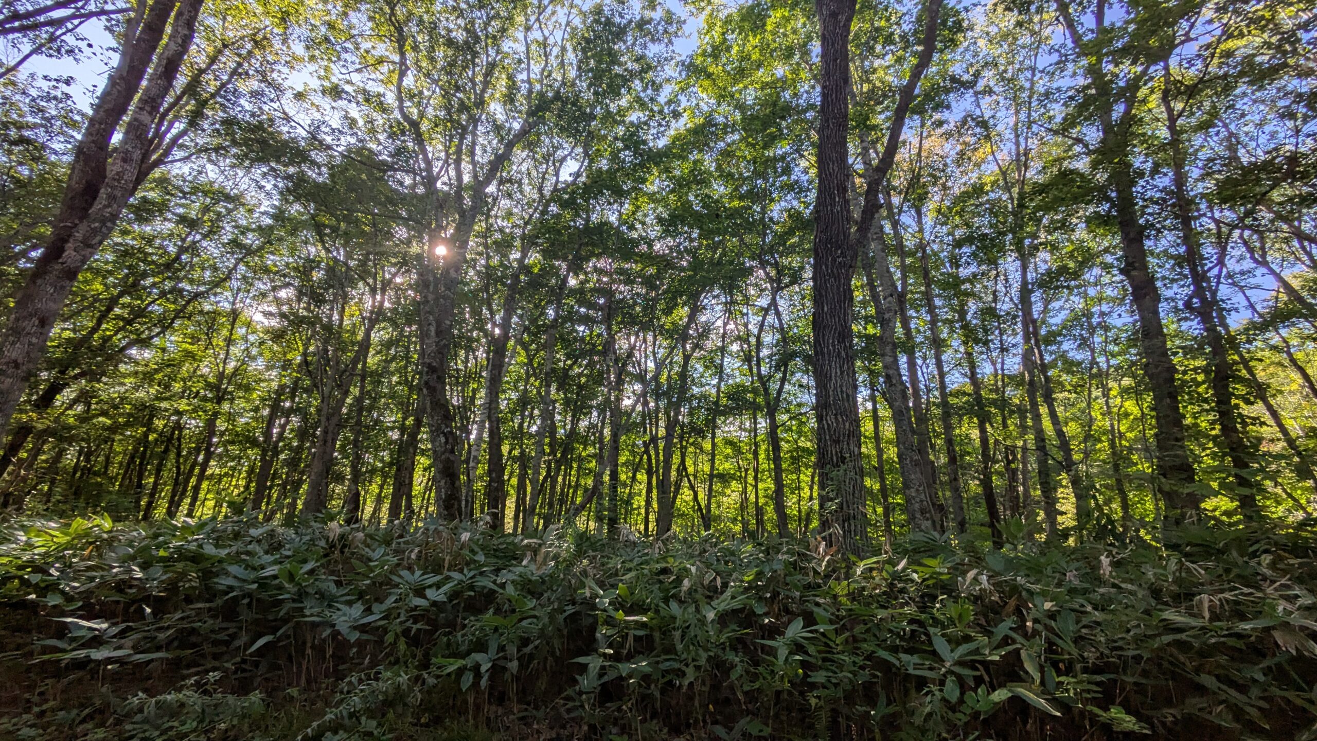 ククヴァヤの森